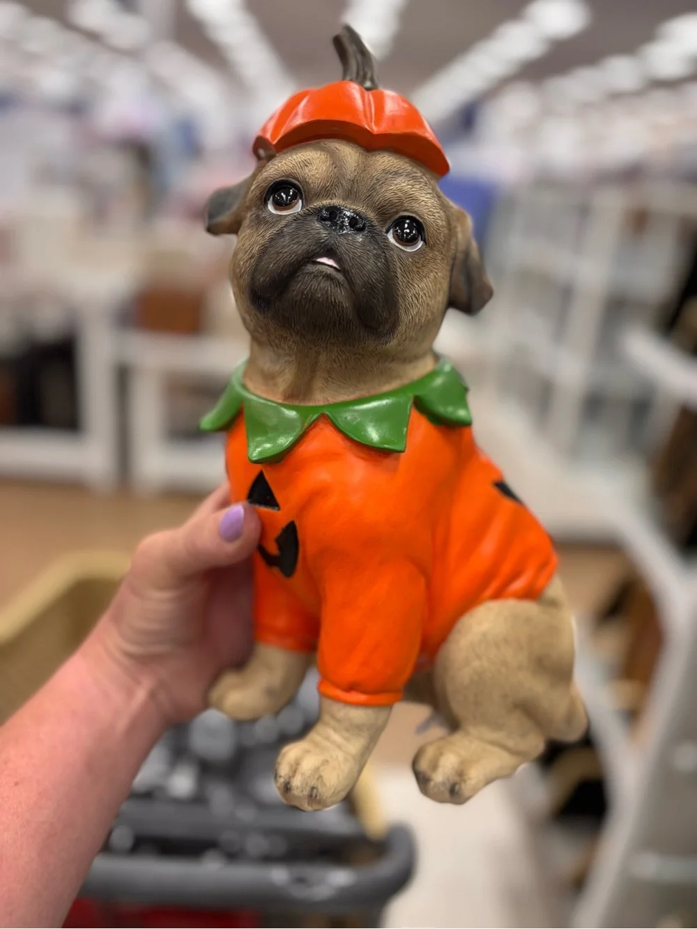 Viral Halloween fall pug dressed like a Pumpkin Orange